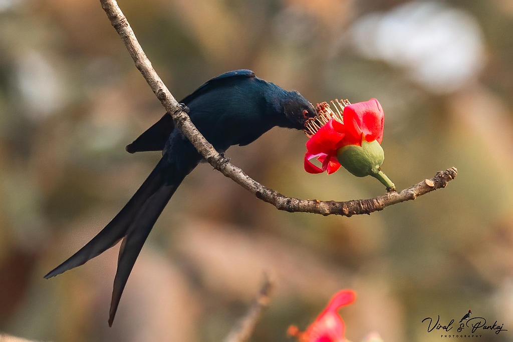 Ashy Drongo